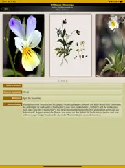 wildblumen mitteleuropas ipad bildschirmfoto 3
