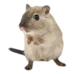 hamster photo sticker logo, reviews