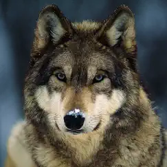 wolf hunting calls logo, reviews