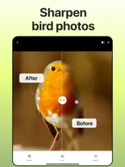 picture bird: birds identifier ipad images 3