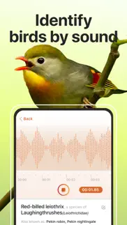 picture bird: birds identifier iphone images 4
