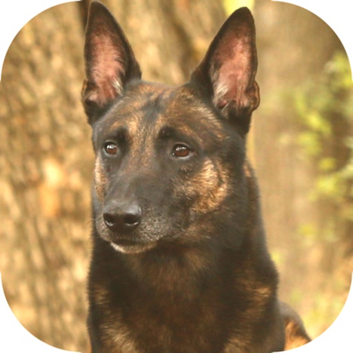 UKC Rally Dog Obedience app reviews download