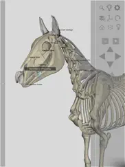 3d horse anatomy software ipad bildschirmfoto 3