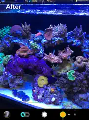 aquarium camera iPad Captures Décran 2