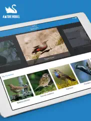 aves pro hd ipad capturas de pantalla 1