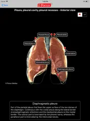 lungs - digital anatomy ipad images 4