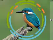 birdsnap - bird identification ipad images 1