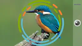 birdsnap - bird identification iphone images 1