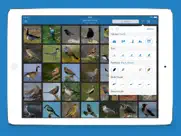 aves pro hd ipad capturas de pantalla 2