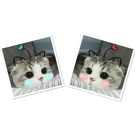 Real Cat Emoji Sticker app reviews download