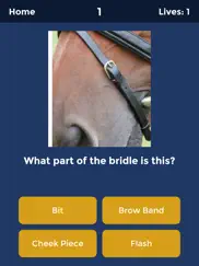 horse quiz by haygrazer ipad images 1