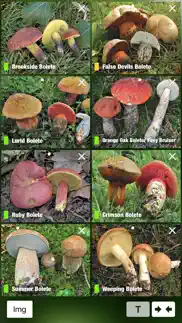 mushroom guide british isles iphone images 4