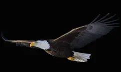real live eagle cam logo, reviews