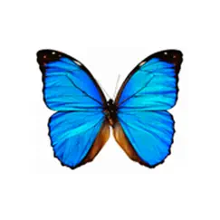 dancing butterfly logo, reviews
