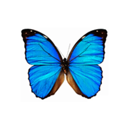 Dancing Butterfly app reviews download