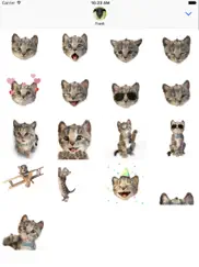 little kitten stickers ipad resimleri 1