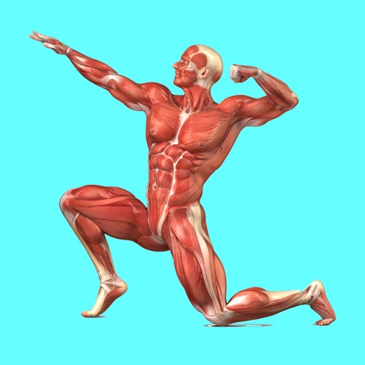 Muscular System Quizzes app reviews download