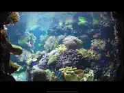 aquarium videos 4k iPad Captures Décran 3