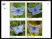 butterfly guide - europe iPad Captures Décran 3