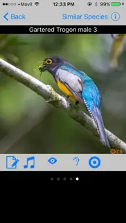 belize birds field guide iphone images 2