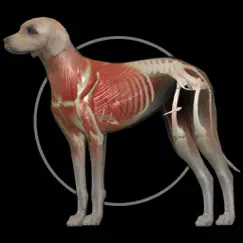 dog anatomy: canine 3d logo, reviews