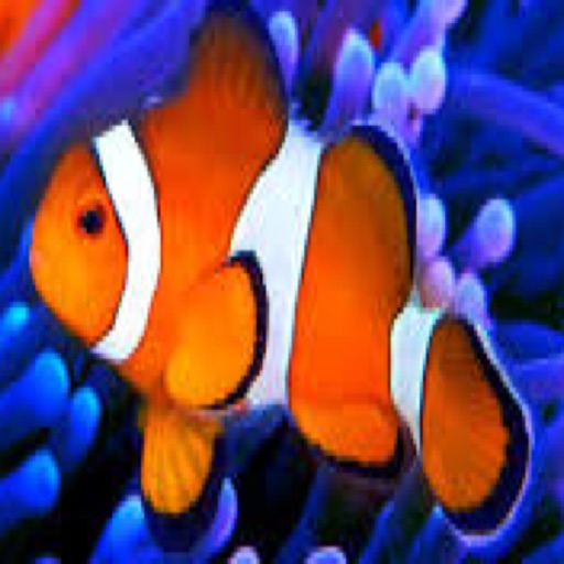 Aquarium Calc II app reviews download