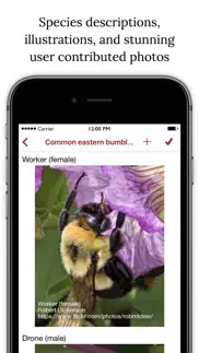 bumble bee watch iphone images 2