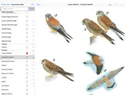 eastern europe birds ipad images 4