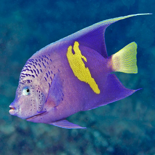 Oman Fish ID app reviews download