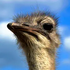 furious ostrich simulator logo, reviews