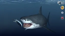 talking great white : my pet shark iphone images 2