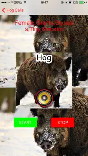 real hog hunting calls & sounds iphone images 1