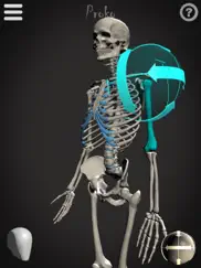 skelly - art model ipad images 1