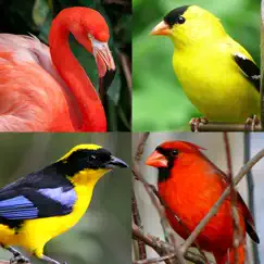 Птицы мира - Викторина о птицах со всего света обзор, обзоры