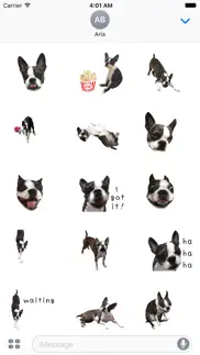 iggy - animated boston terrier iphone images 2