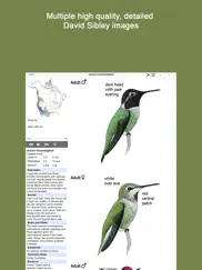 sibley guide to hummingbirds ipad images 2