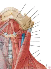 anatomy atlas, usmle, clinical ipad images 3