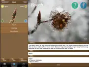 winter tree id - british isles iPad Captures Décran 4