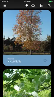 deciduous trees 2.0 iphone images 1