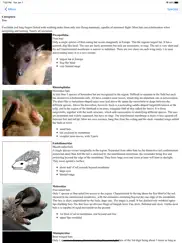 stuarts european mammals ipad images 4