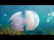 video touch - Подводный Мир айпад изображения 3