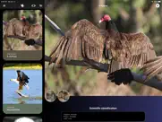 cross-birds ipad images 1