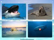 marine creatures cards of sea ipad images 3