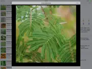 uganda trees ipad images 3