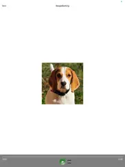 beagle sounds & dog sounds! ipad images 1