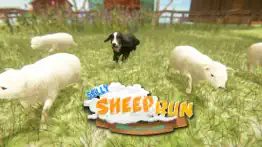 silly sheep run- farm dog game iphone images 4