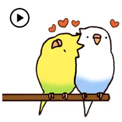 lovely budgie animated sticker logo, reviews
