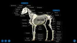 horse anatomy: equine 3d iphone images 4