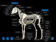 horse anatomy: equine 3d айпад изображения 3