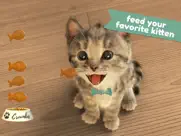 little kitten favorite pet cat ipad images 4